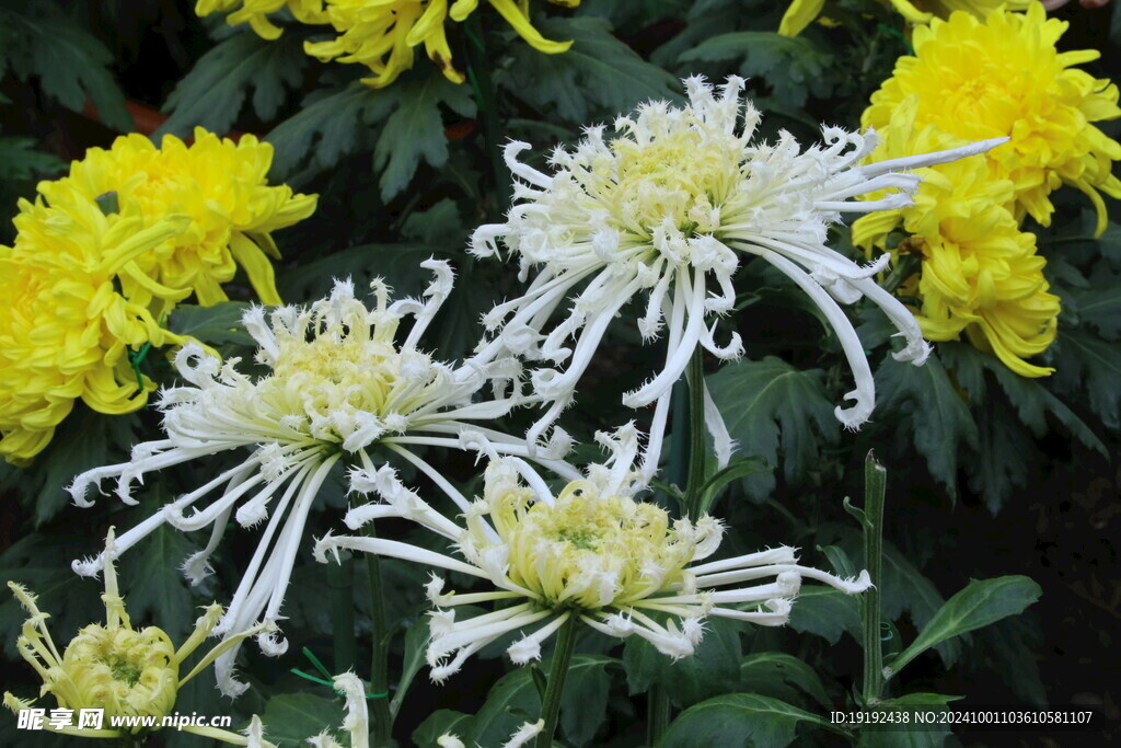 菊花  