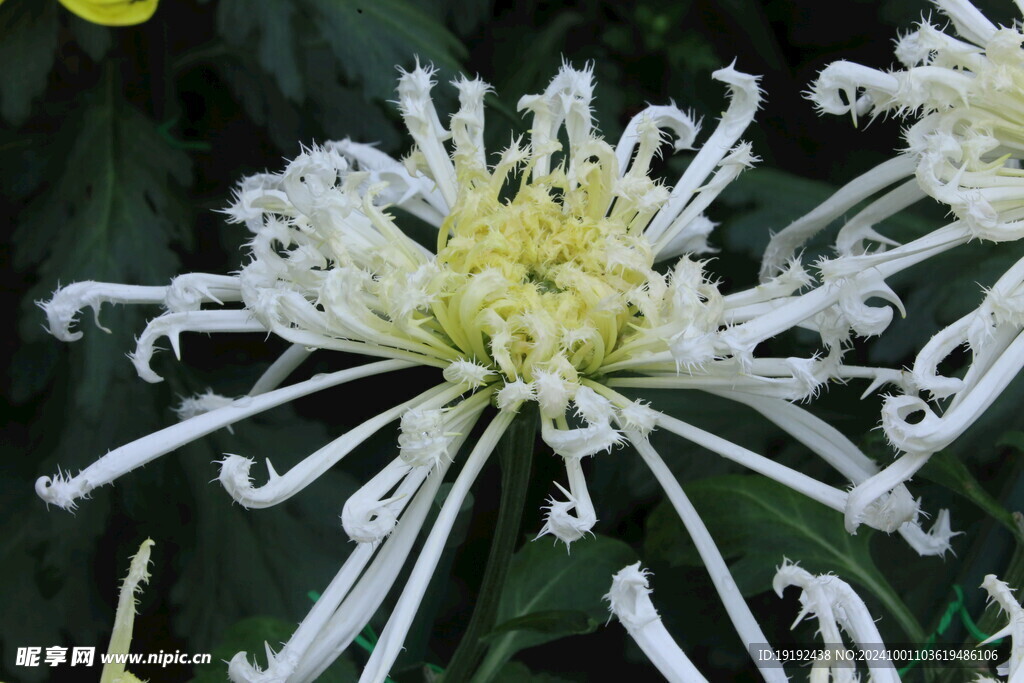 菊花  