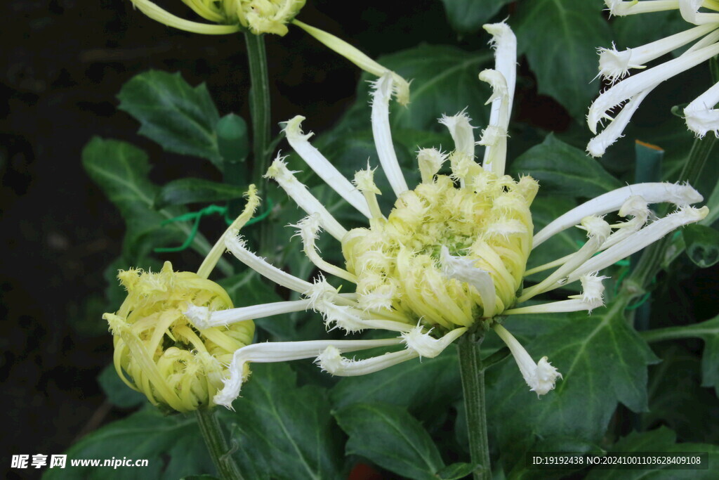 菊花  