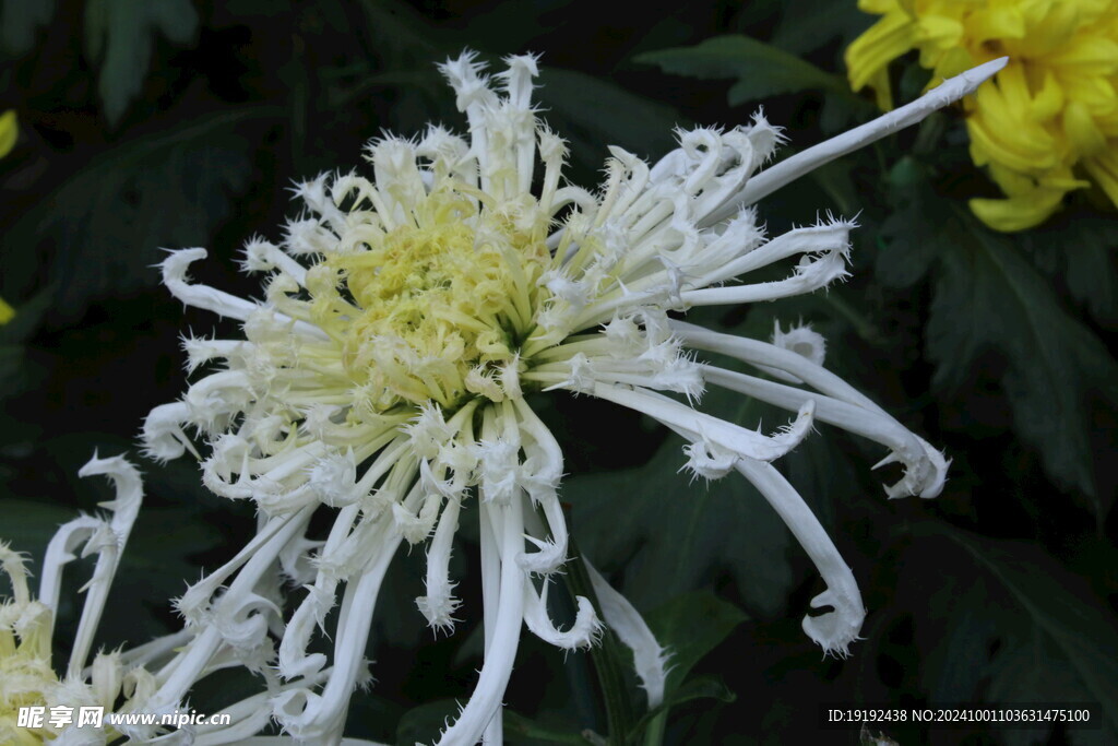 菊花  