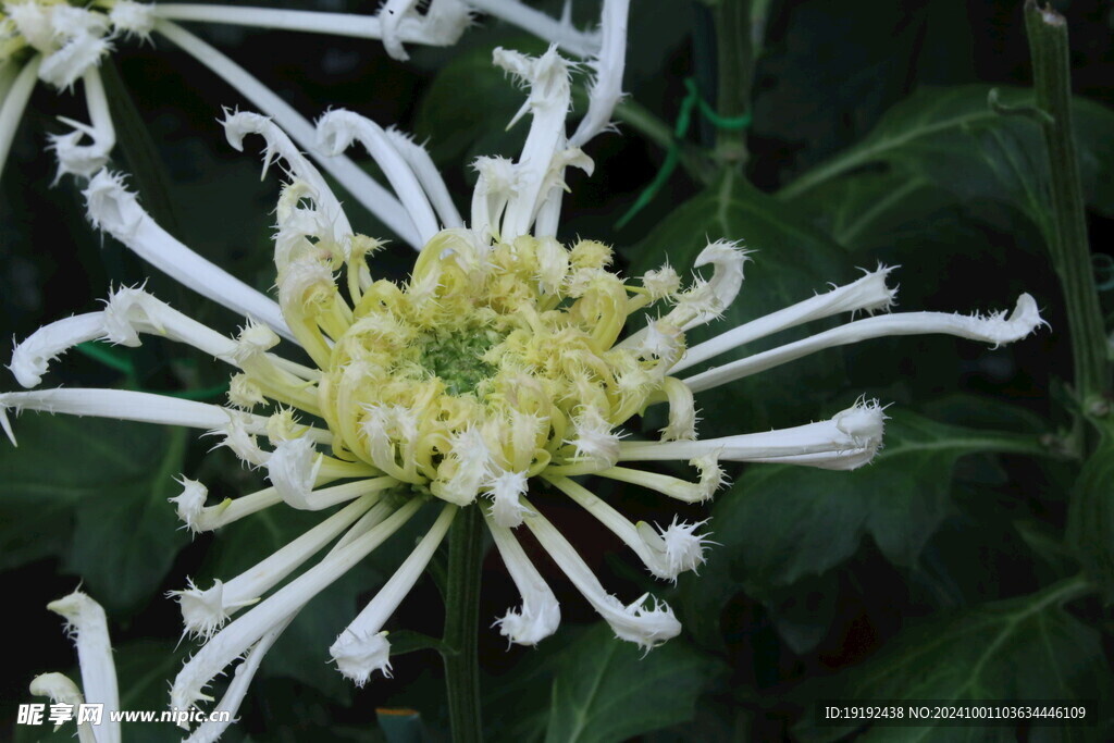 菊花  