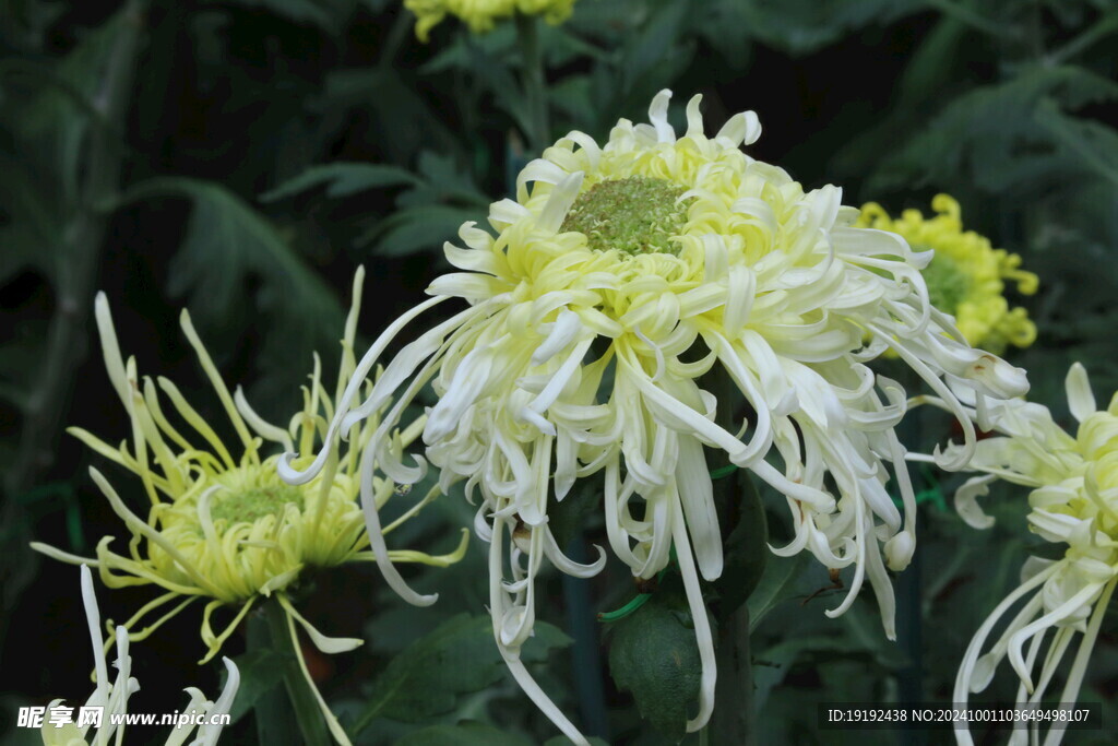 菊花  