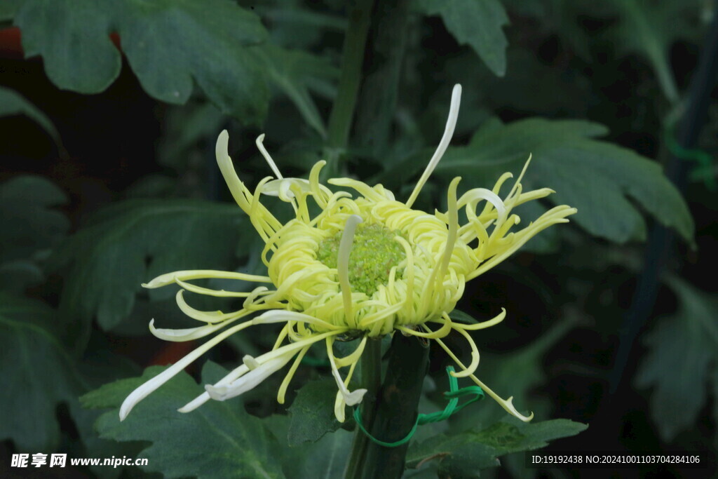 菊花 