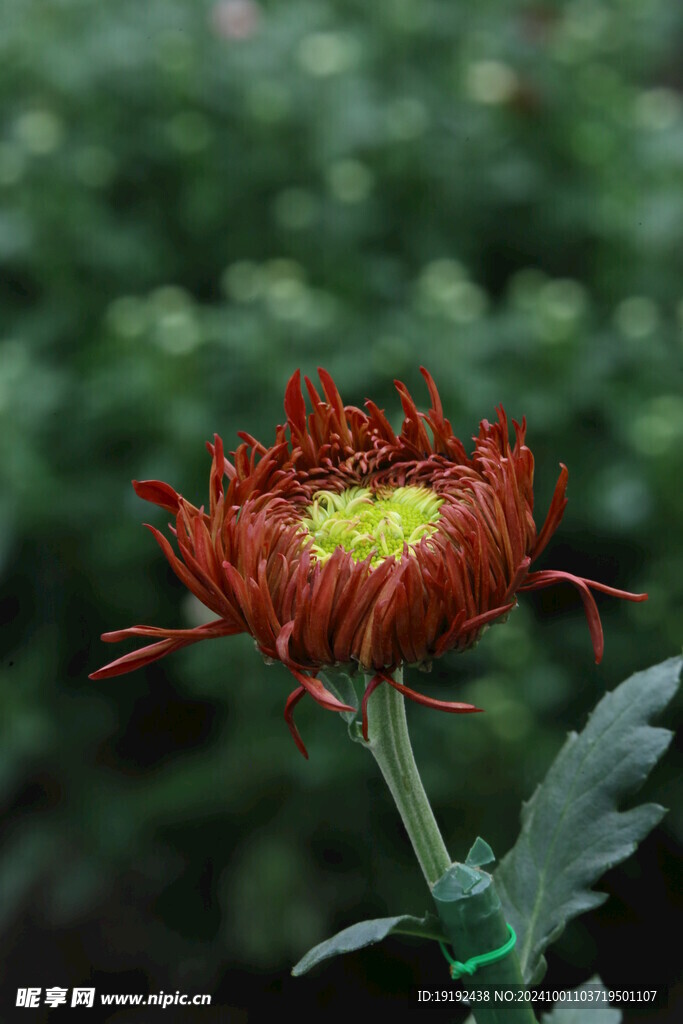 菊花  