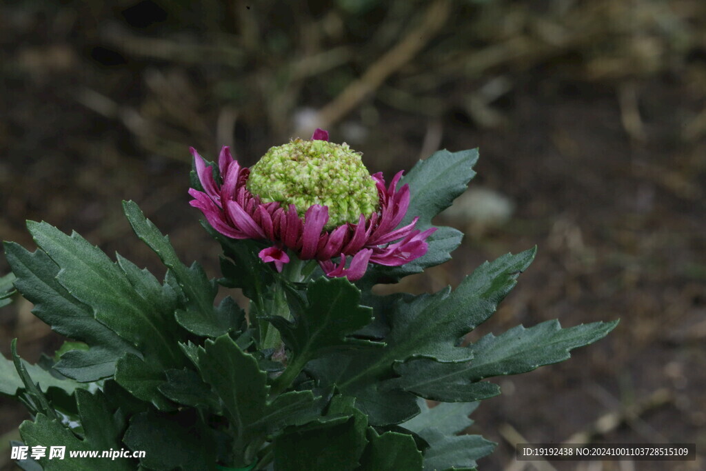 菊花  