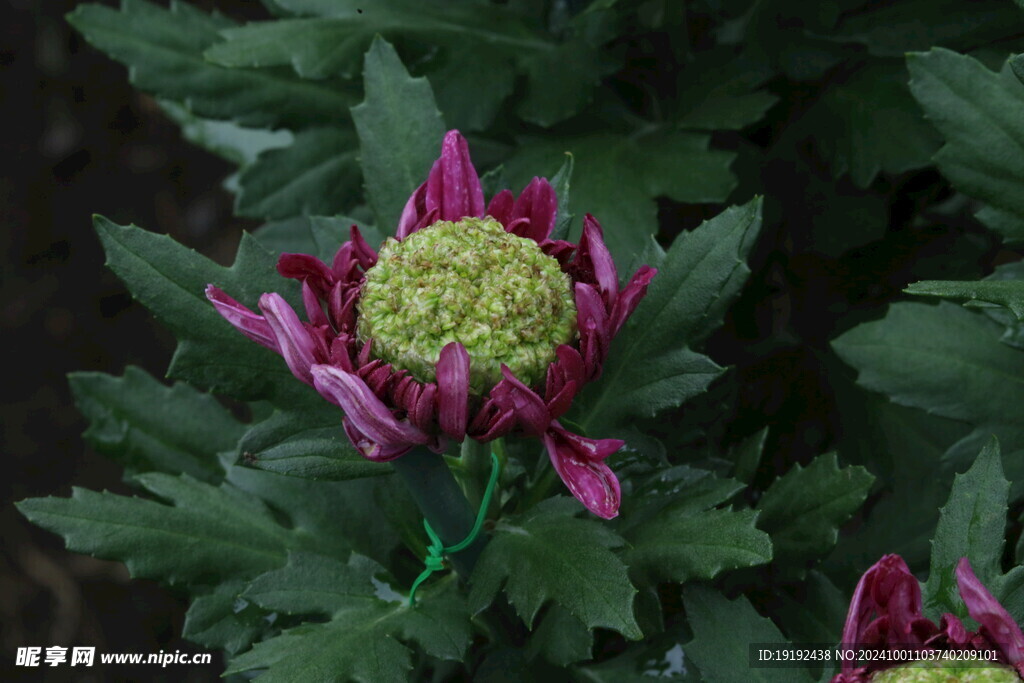 菊花  