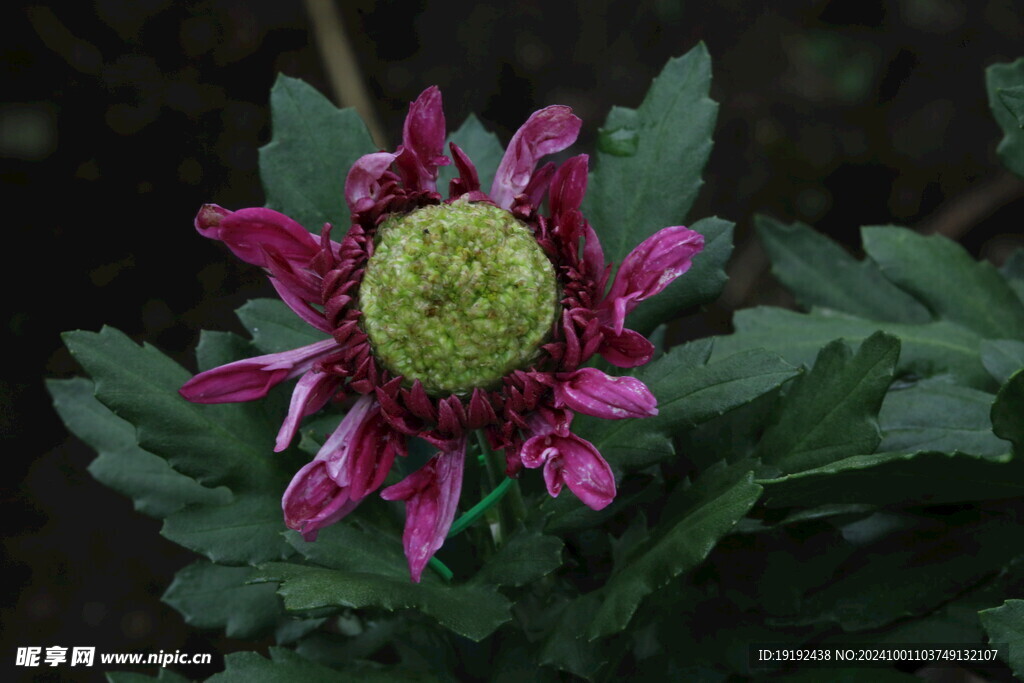 菊花  