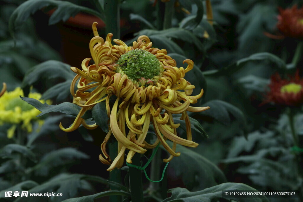 菊花  