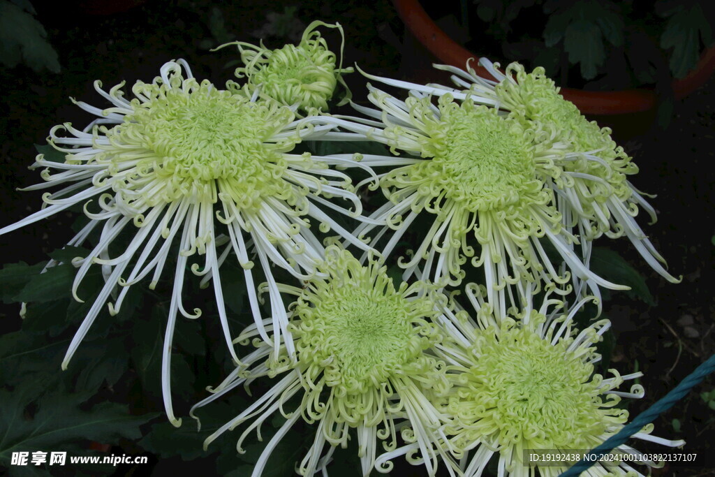 菊花  