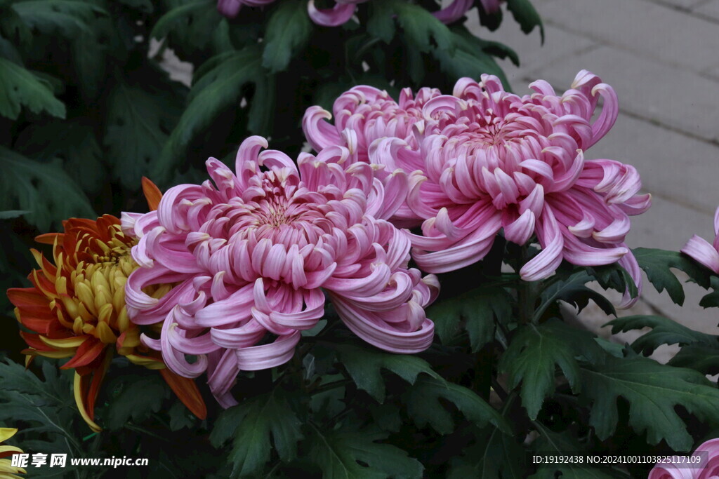 菊花 