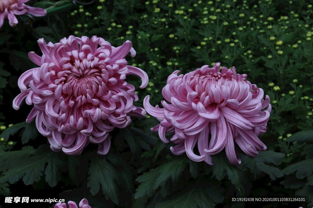 菊花  