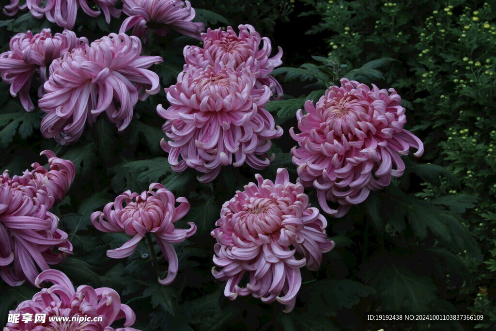 菊花 