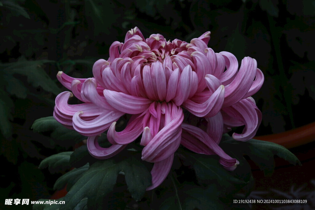 菊花  