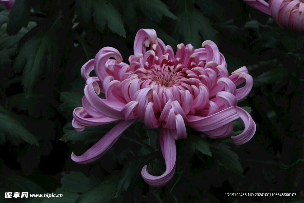 菊花 