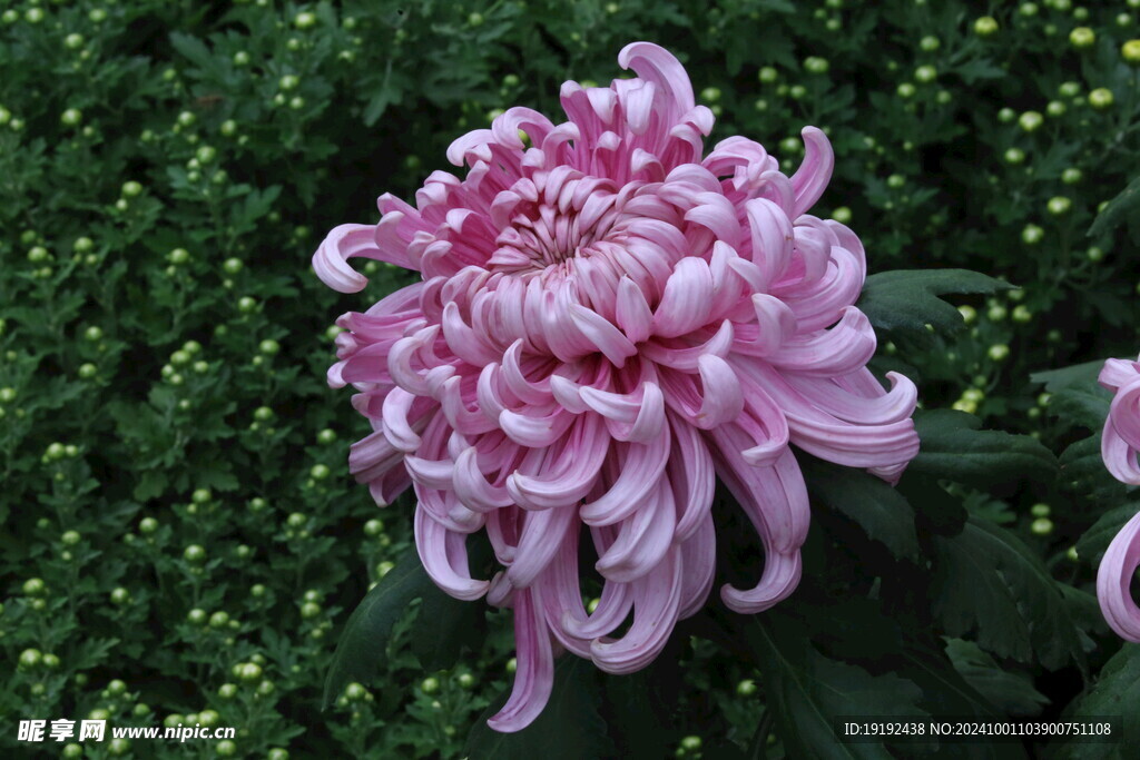 菊花 