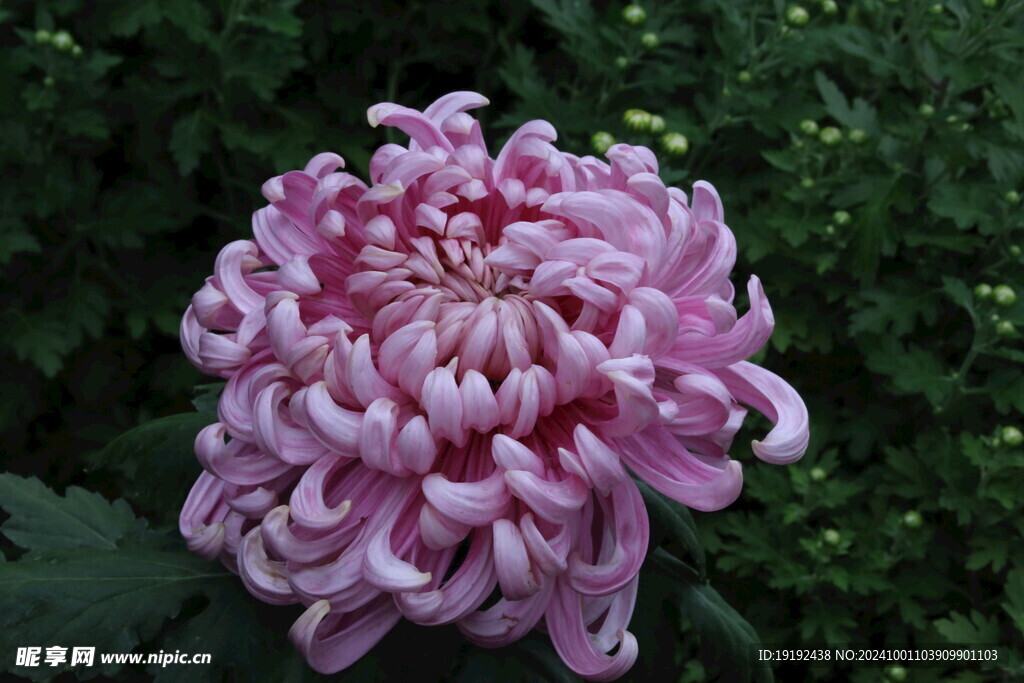 菊花 