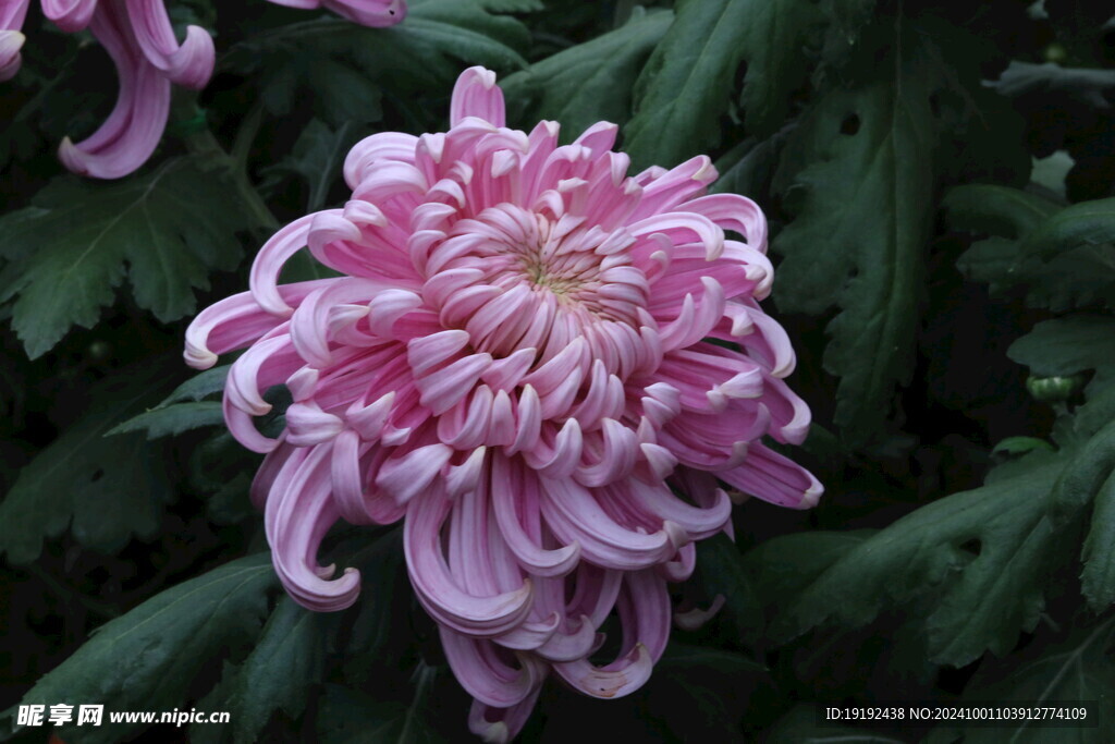菊花 