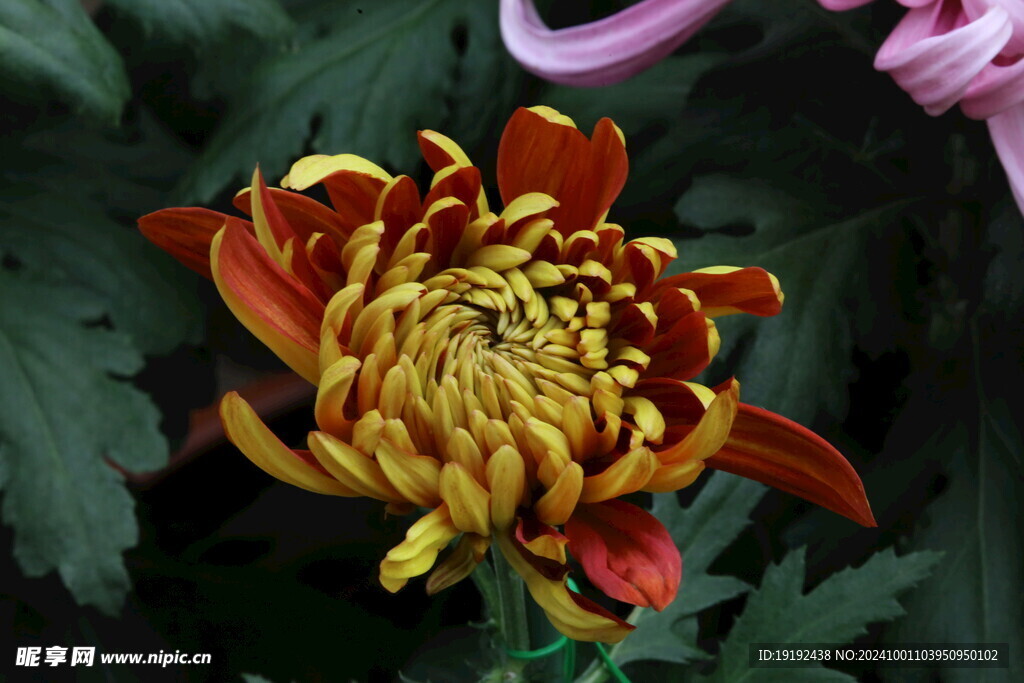菊花  