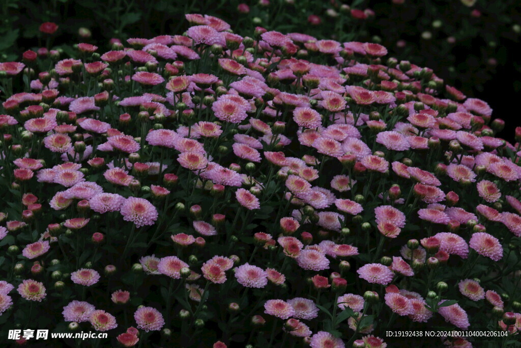 菊花 