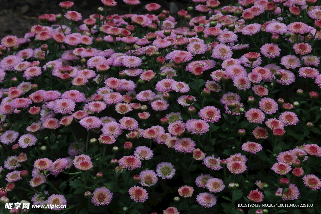 菊花  