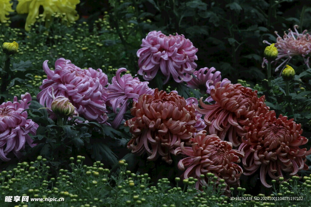 菊花  