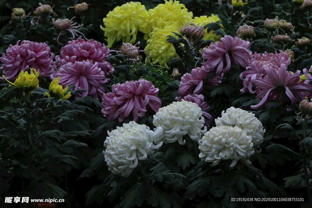 菊花 