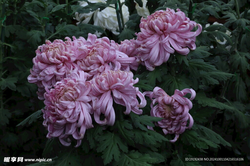 菊花  