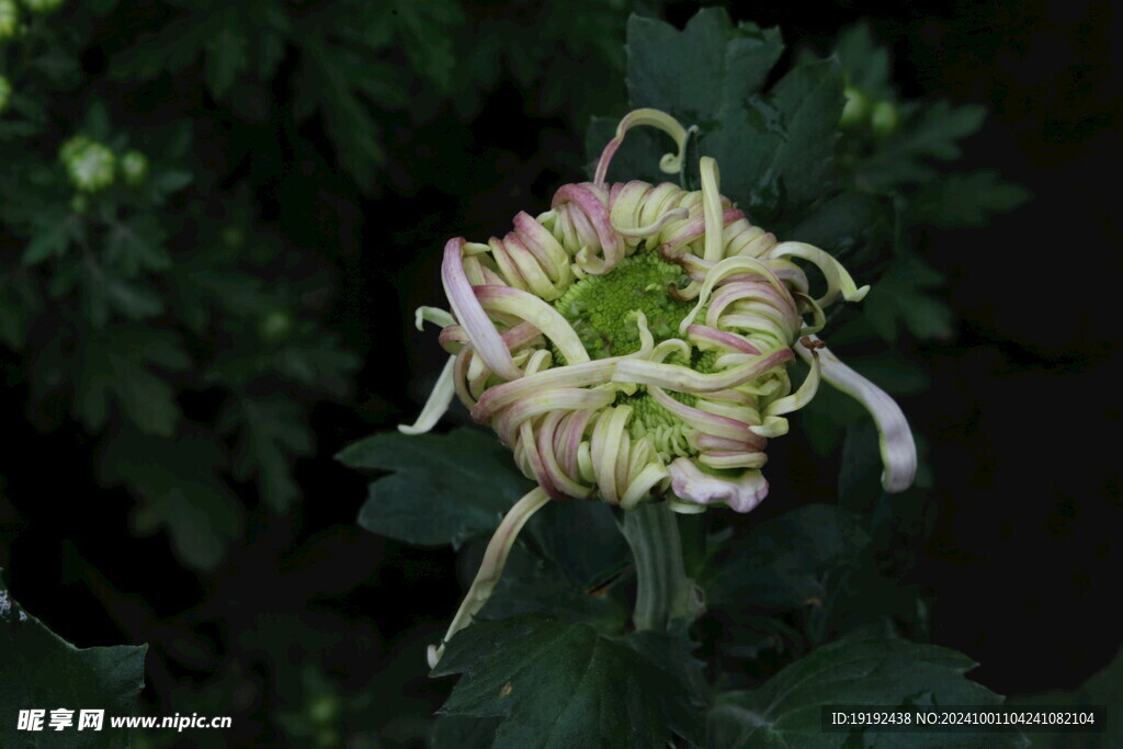 菊花  