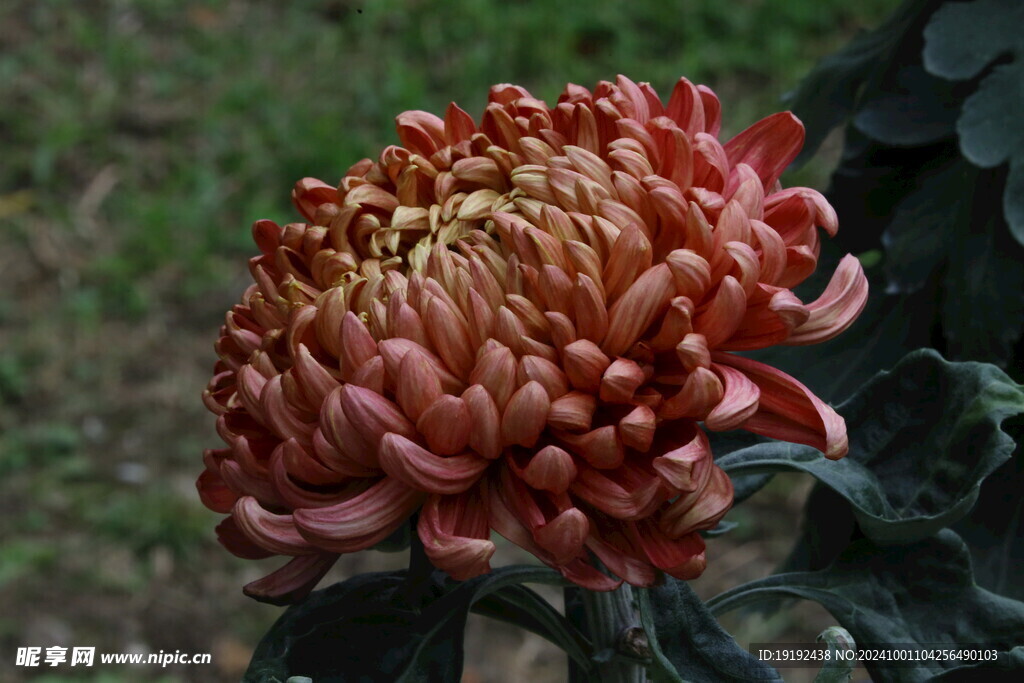 菊花  
