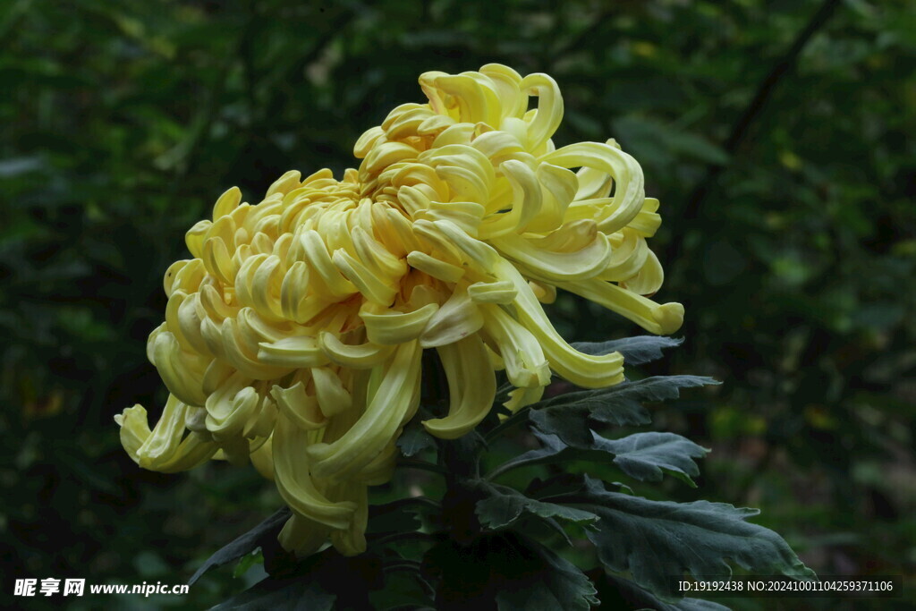 菊花  