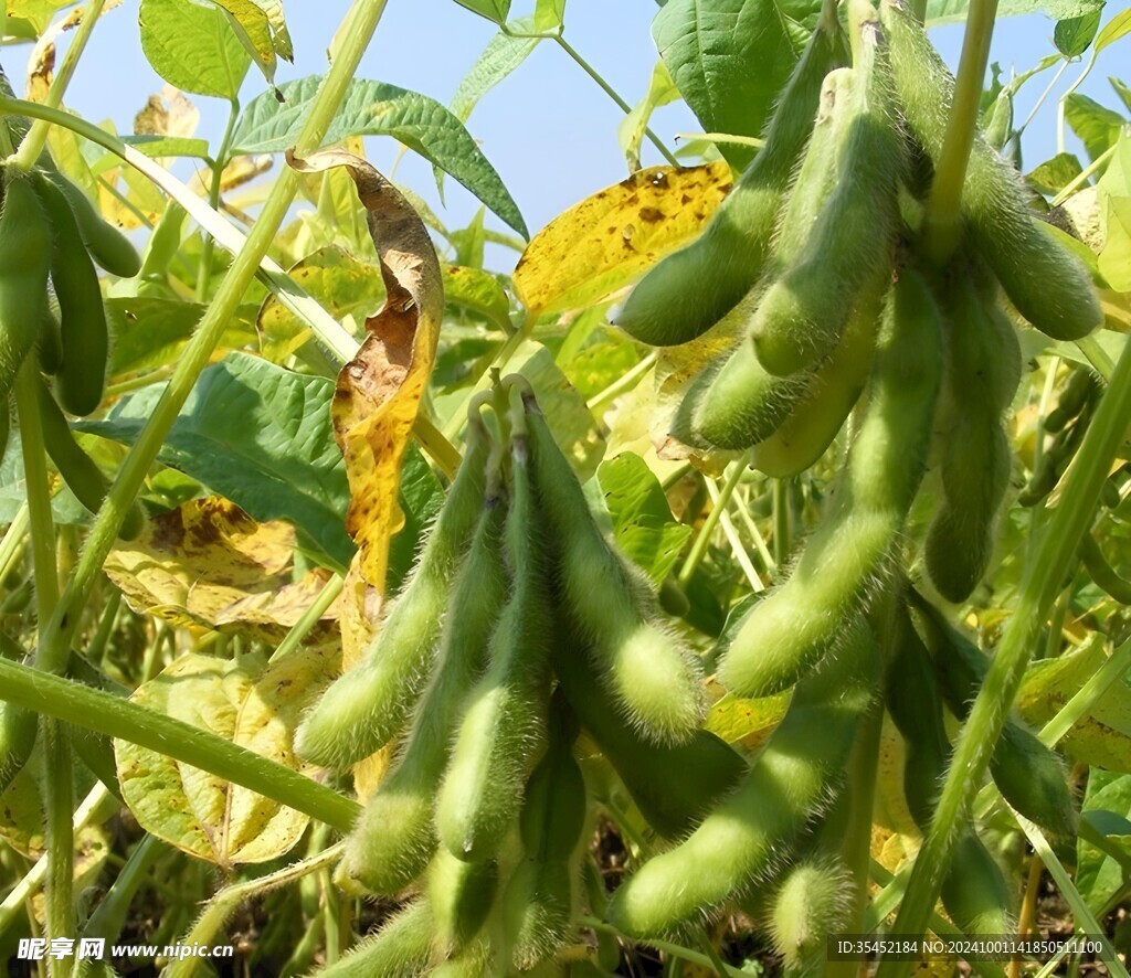 黄豆栽培