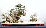 盆景