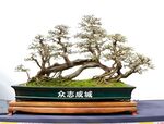 盆景