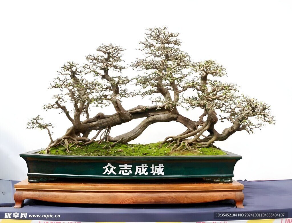 盆景