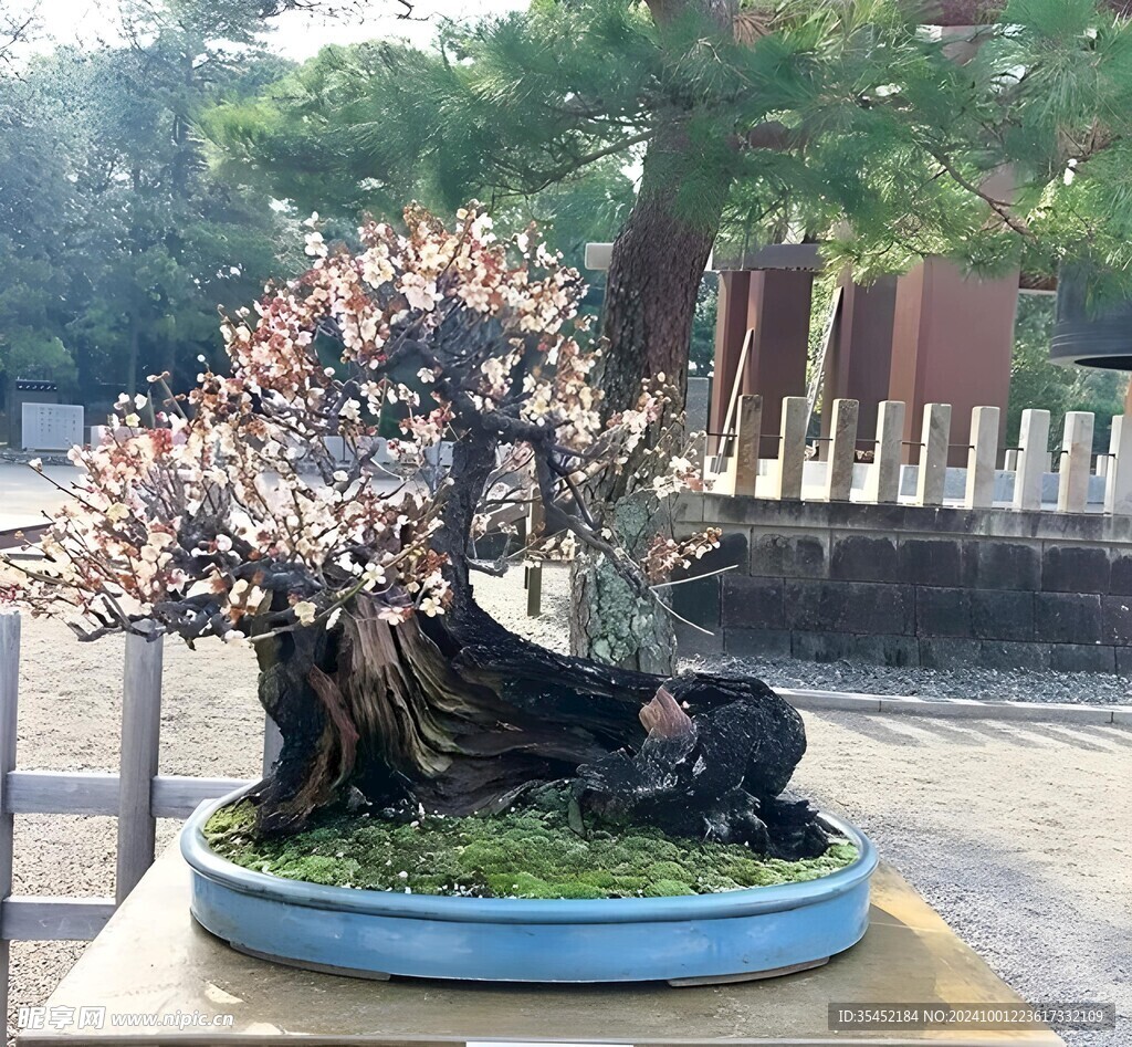 盆景