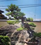 盆景