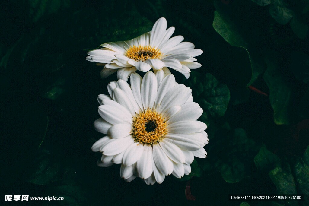 小雏菊图片