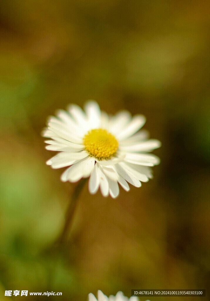 小雏菊图片