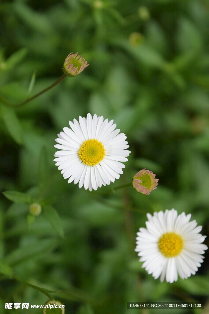 小雏菊图片