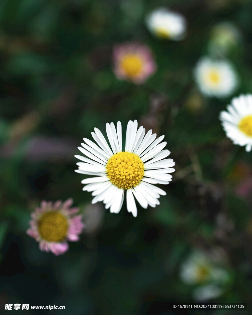 小雏菊图片