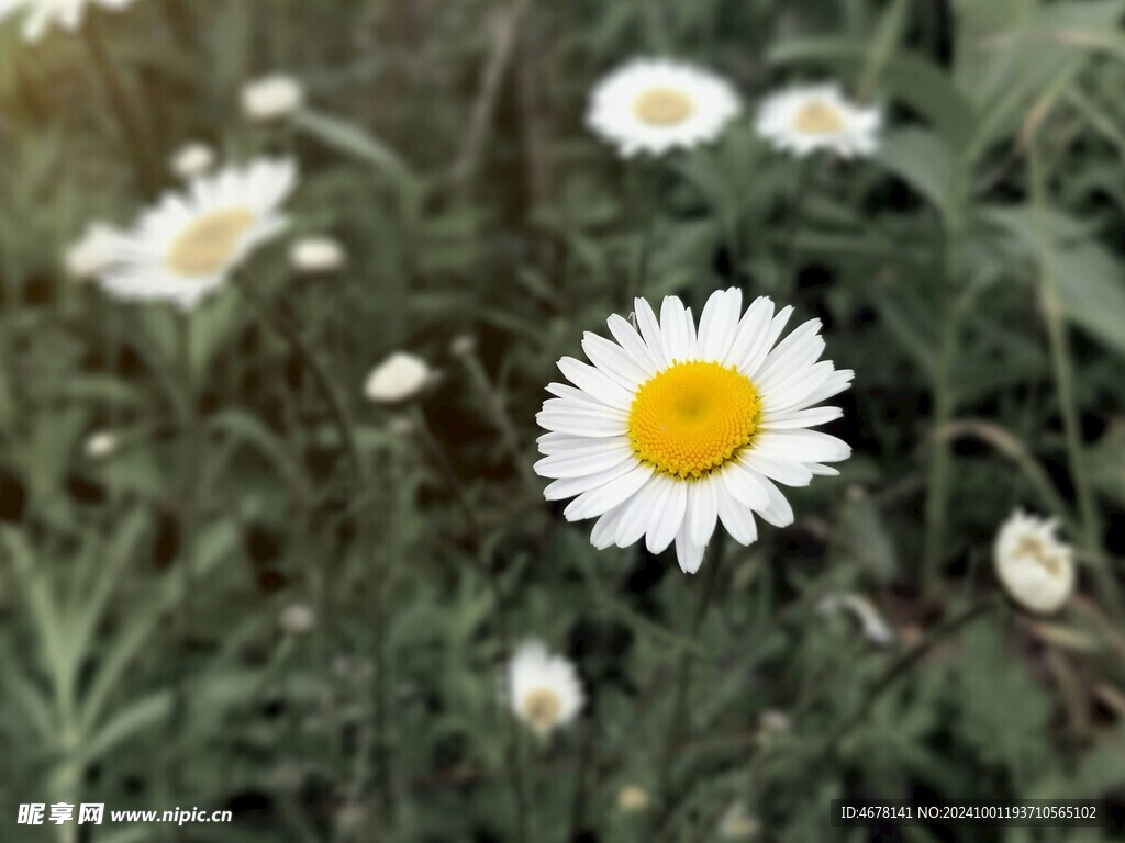小雏菊图片