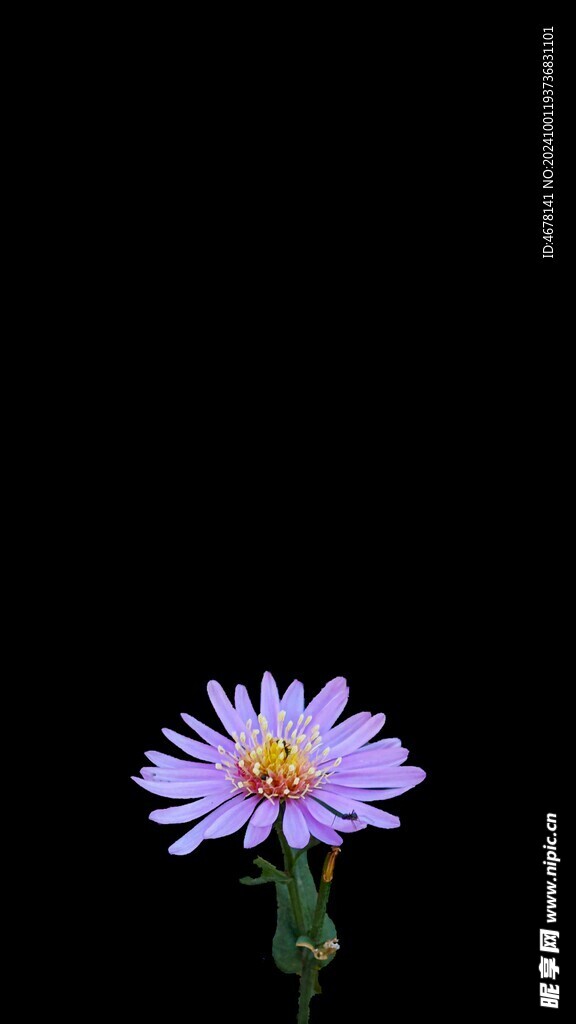 小雏菊图片