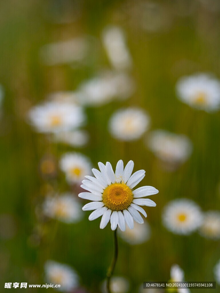 小雏菊图片
