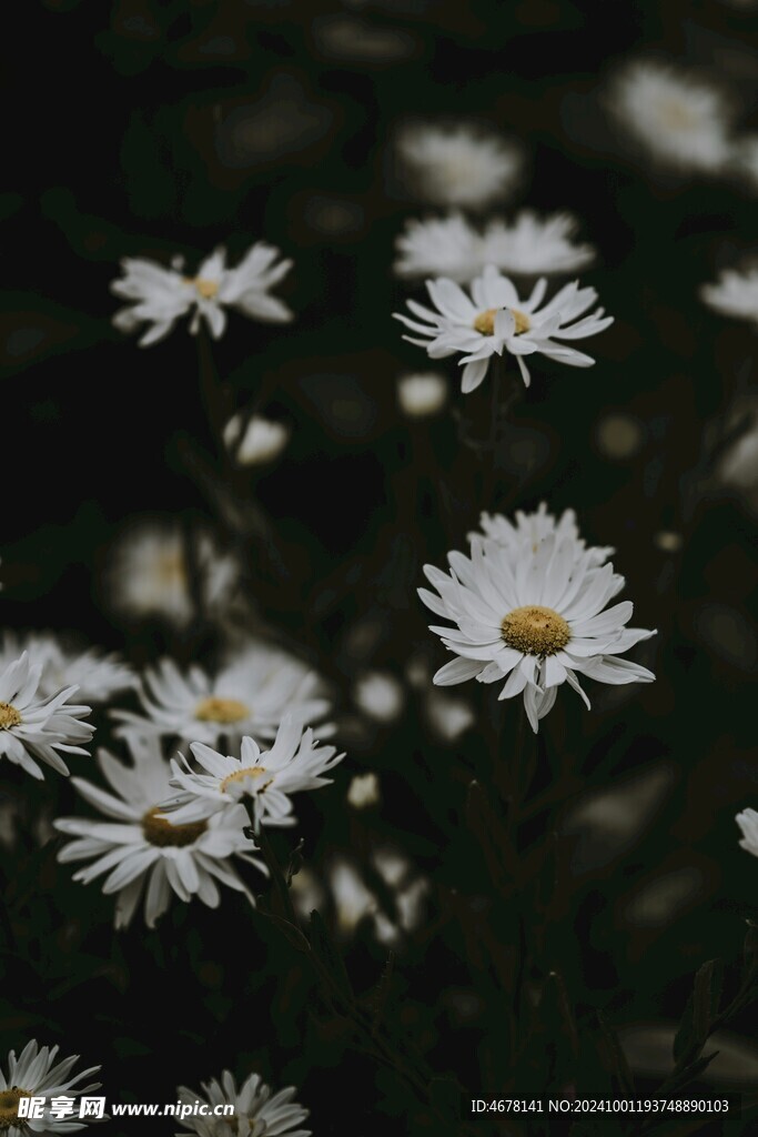小雏菊图片