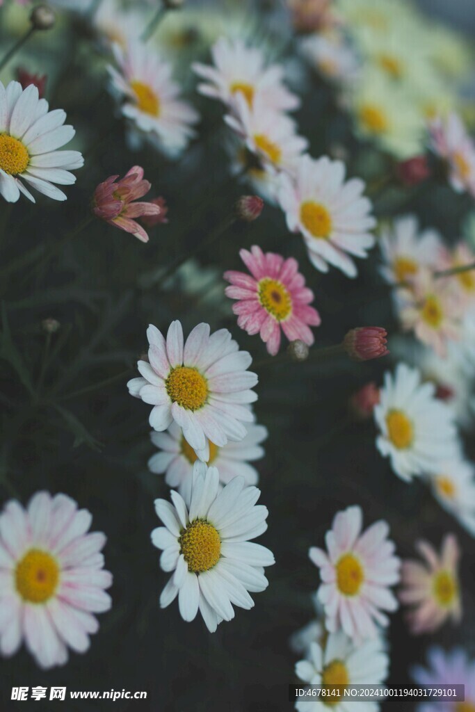 小雏菊图片