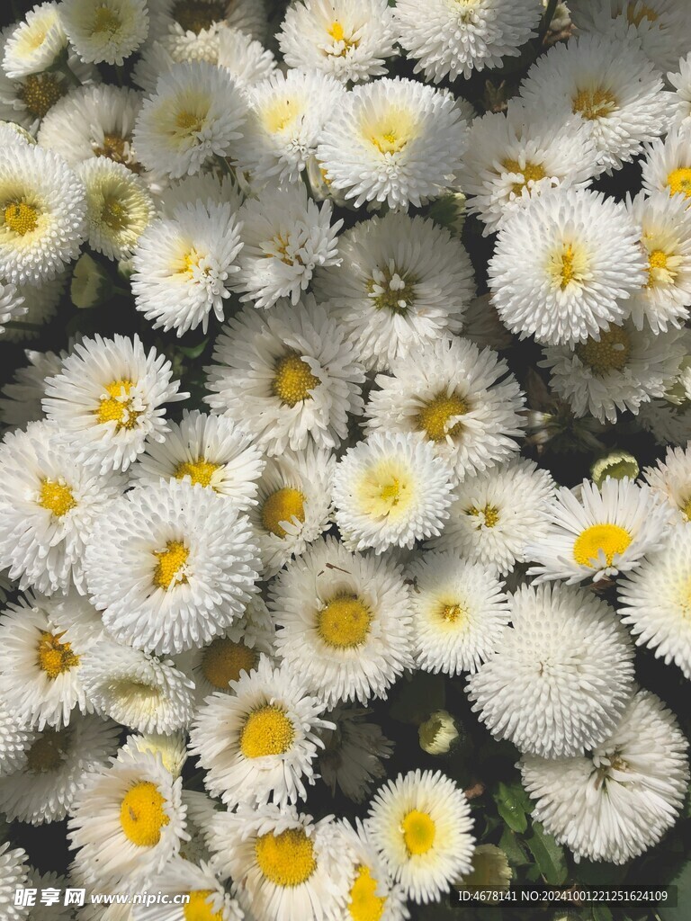 小雏菊图片