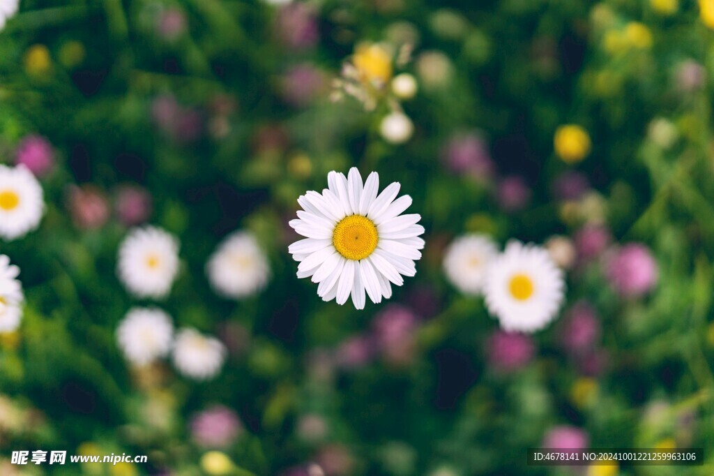 小雏菊图片