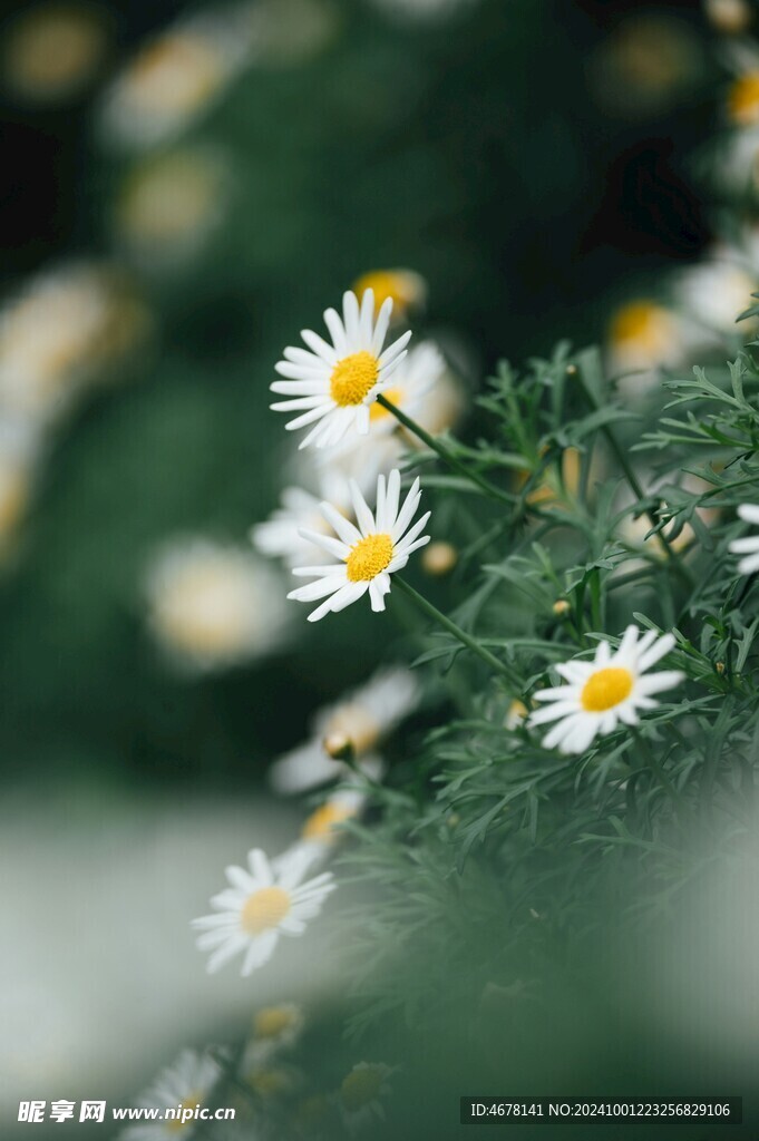 小雏菊图片