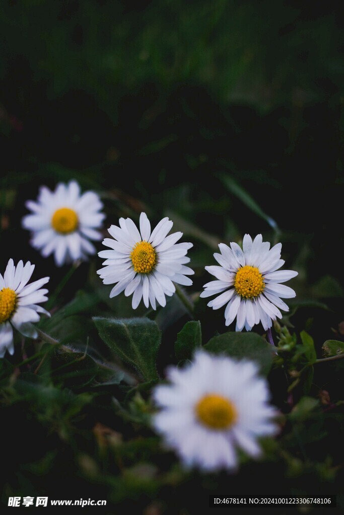小雏菊图片