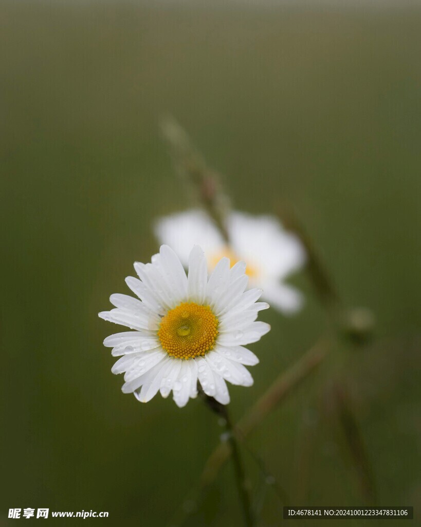 小雏菊图片